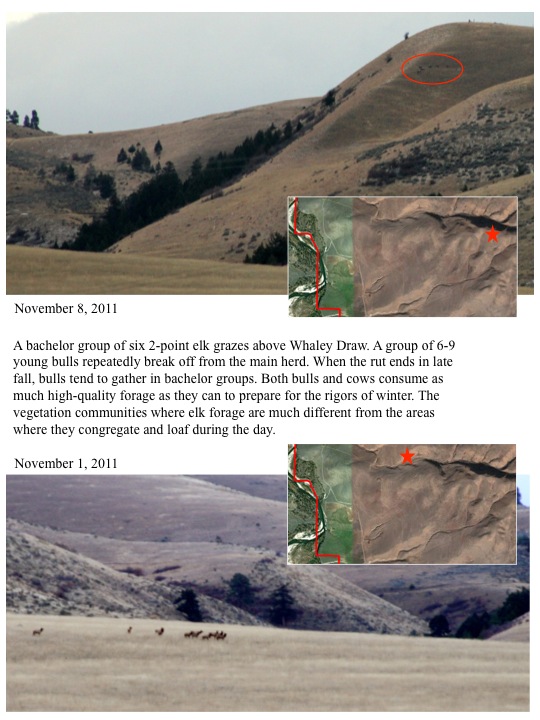11911 Elk Monitoring Update MPG Ranch